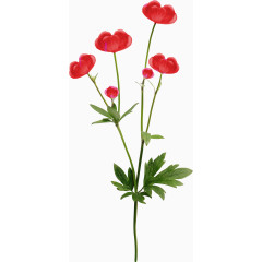 漂亮的花朵