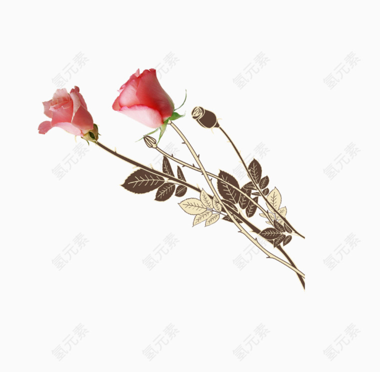 手绘玫瑰花png