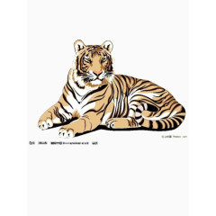 威武的老虎