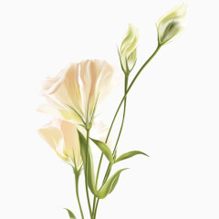 清新唯美白色花朵png
