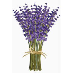 手绘一束薰衣草