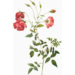 花草图片素材花草标签