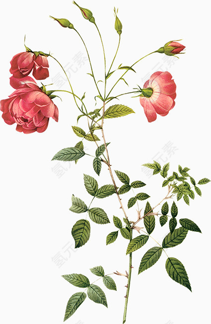 花草图片素材花草标签