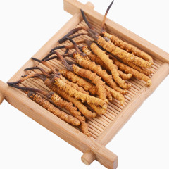 中药冬虫夏草