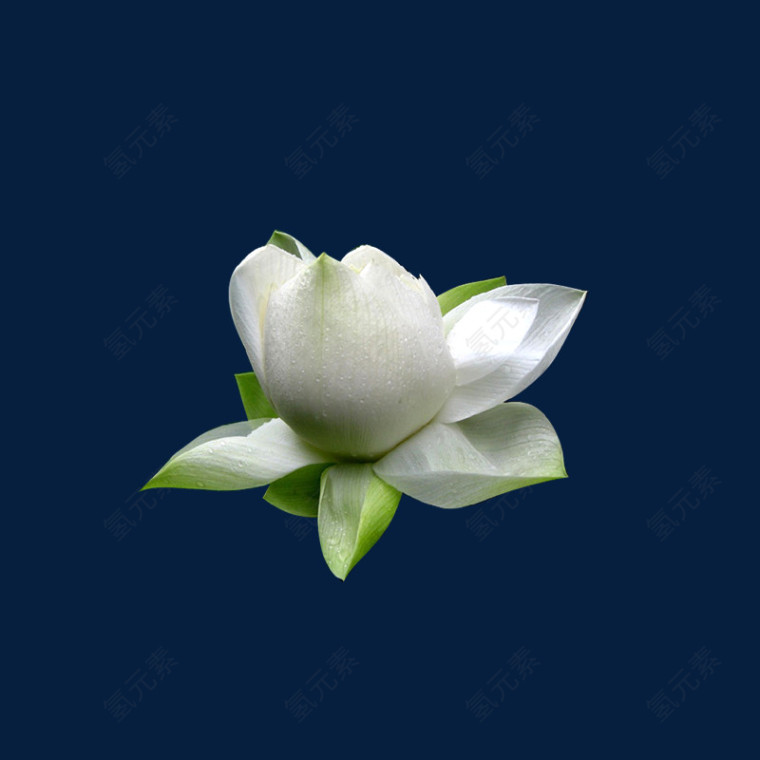 白色荷花