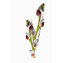 鲜花花卉矢量花卉素材