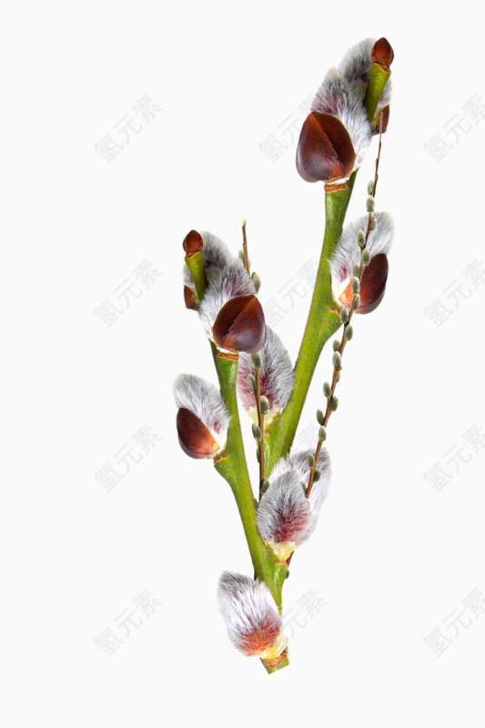 鲜花花卉矢量花卉素材