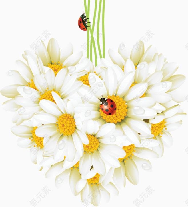 小白花免抠png