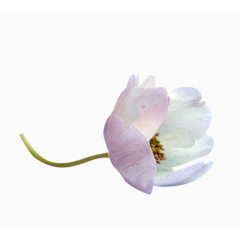 花草标签卡通