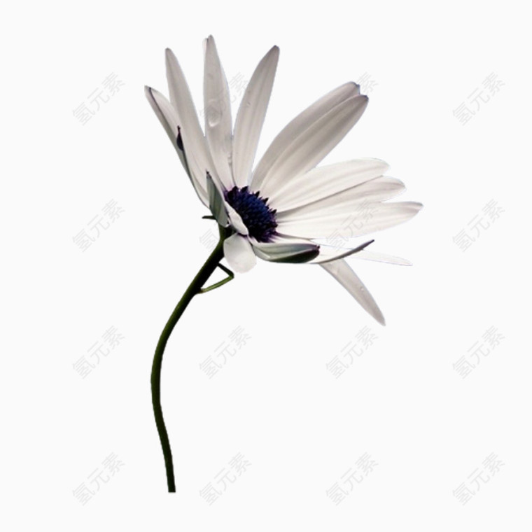 白色单支花朵