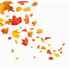 秋天飘落的枫叶图片