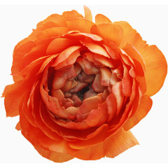 线描花卉花卉素材