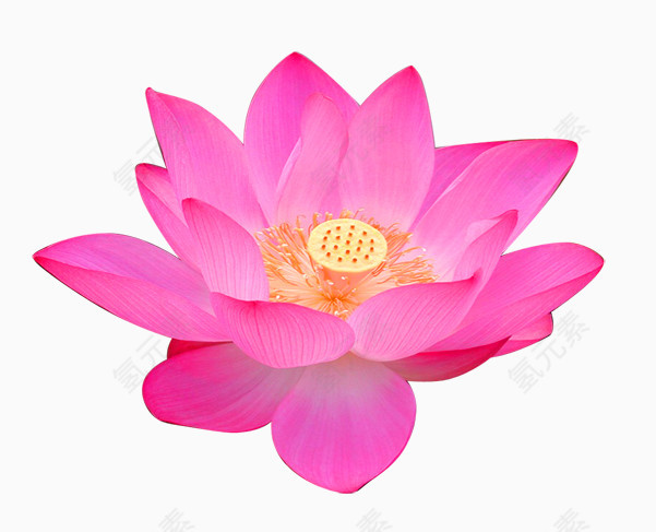 荷花图案