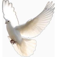 挥舞翅膀的鸽子