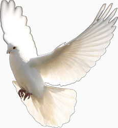 挥舞翅膀的鸽子