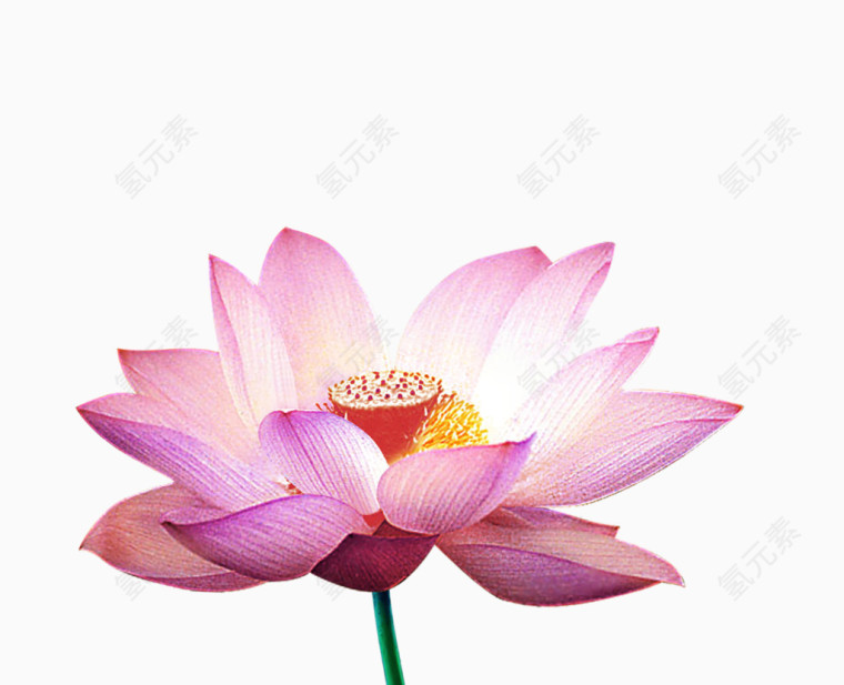 特写荷花