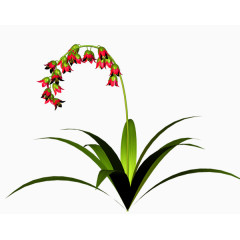 ps花卉素材唯美花草图片