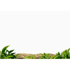 茶叶树木元素图