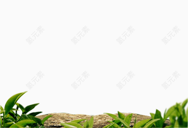 茶叶树木元素图