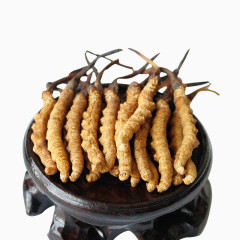 中药材冬虫夏草