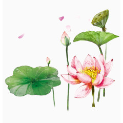 手绘荷花