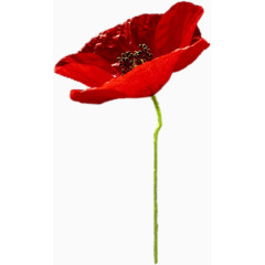 鲜花花草绿植花卉