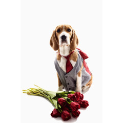 可爱的宠物狗写真