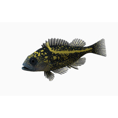 海底动物鱼 黄色斑点鱼