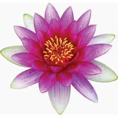 时尚风格装饰花边花朵