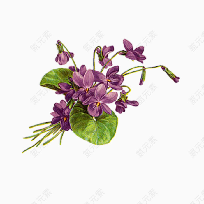 漂亮花儿PNG透明图片素材