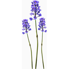 漂亮藏红花花枝