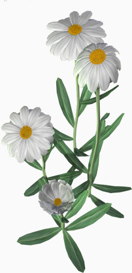 花卉    