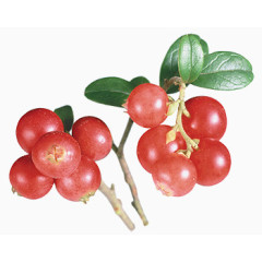 鲜花创意花卉图片