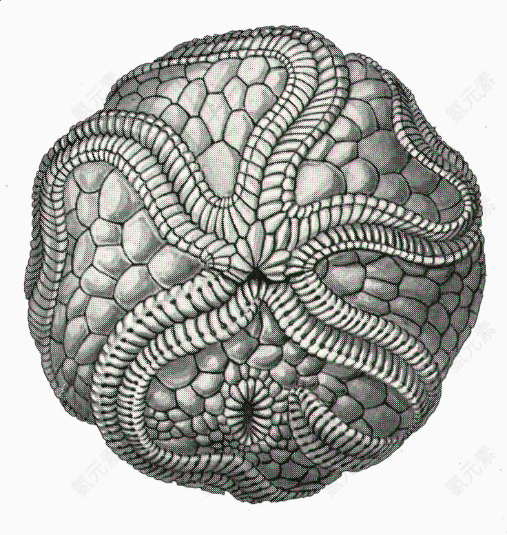 海洋生物