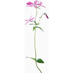 植物花草素材ps花卉素材