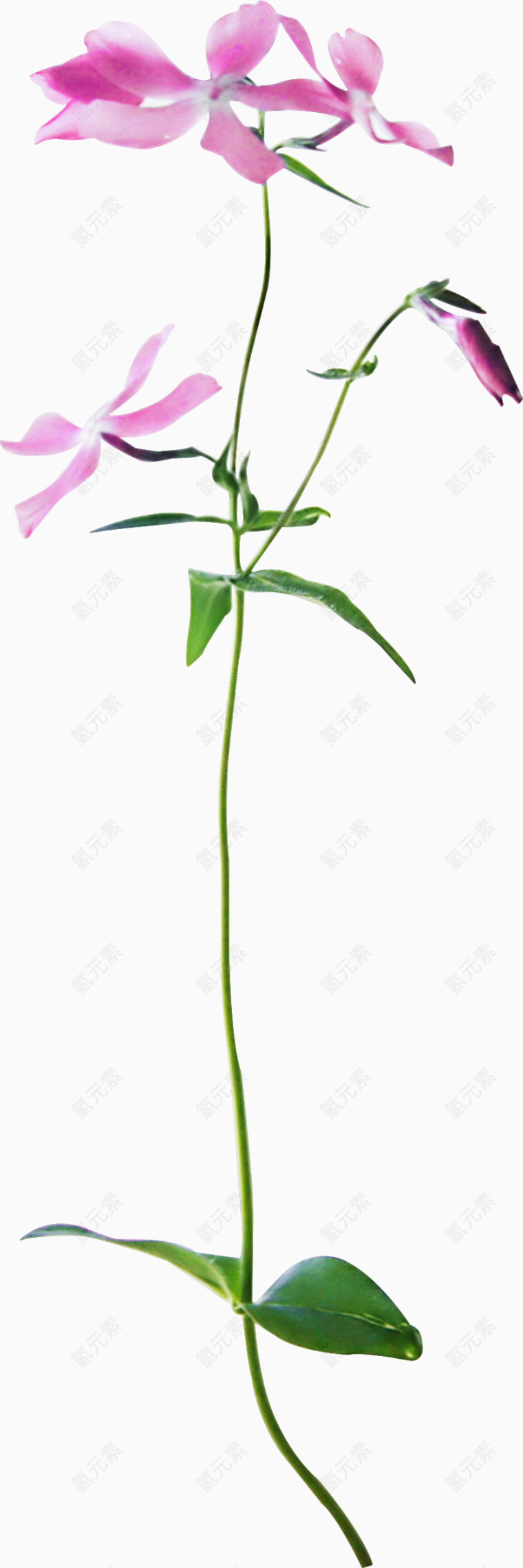 植物花草素材ps花卉素材