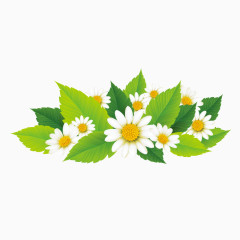 雏菊