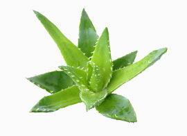 芦荟