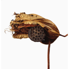 枯萎的莲花莲蓬