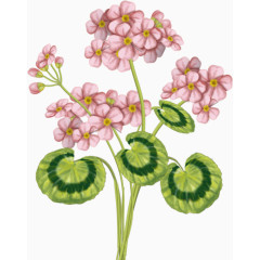 卡通粉色小花绿色花纹叶子