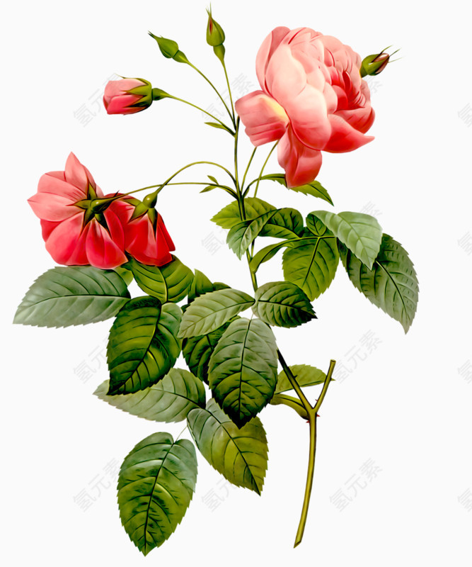 手绘粉色花花卉玫瑰花绿色叶子