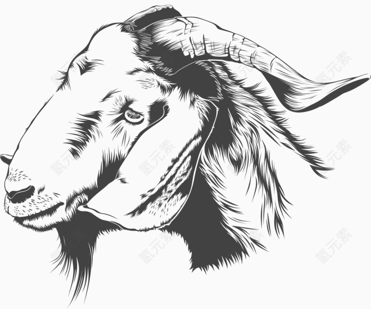 山羊插画素材库矢量