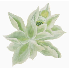 漂亮手绘花