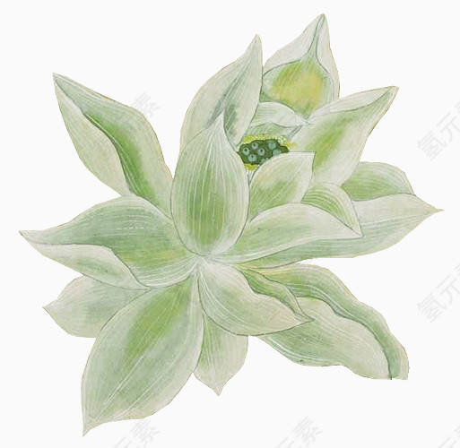 漂亮手绘花