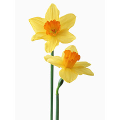 鲜花海报背景鲜花花卉