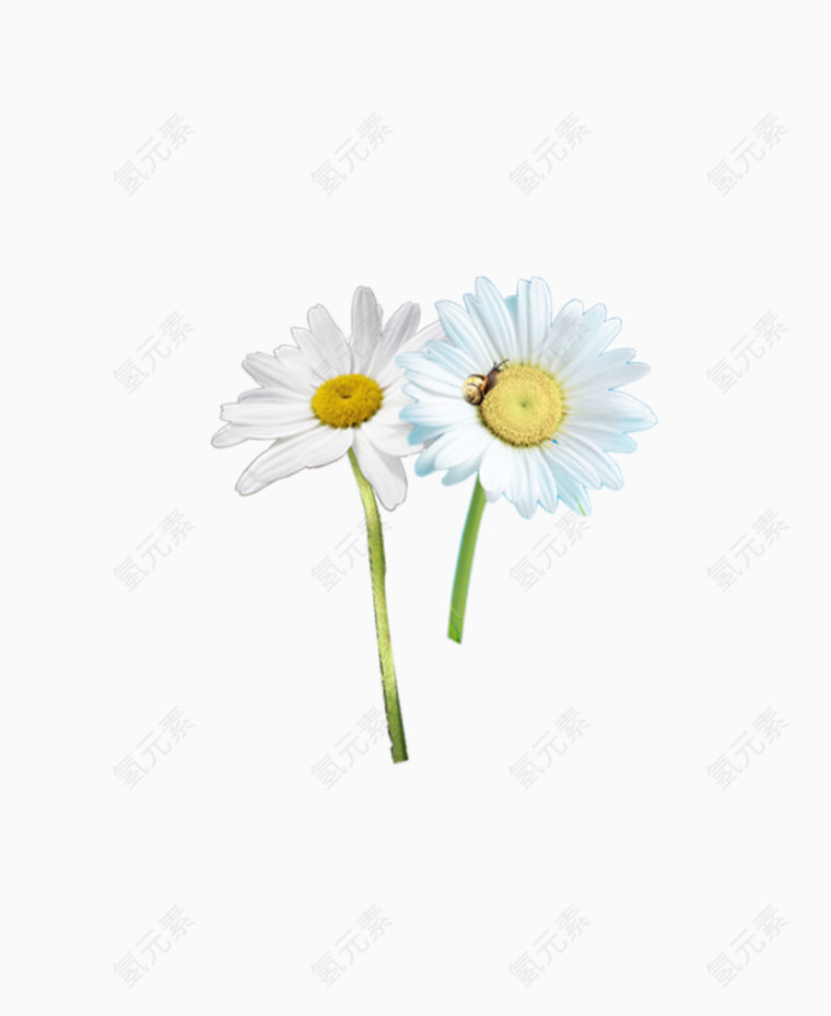 小雏菊