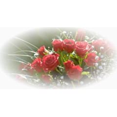 唯美花草图片庆典花卉