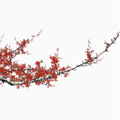 寒梅梅花png图片