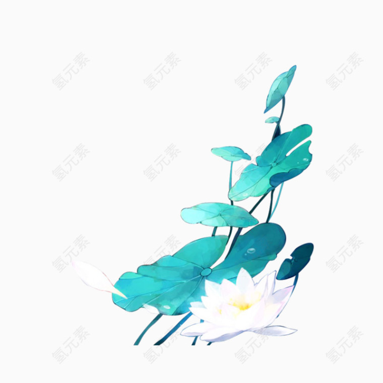 荷花