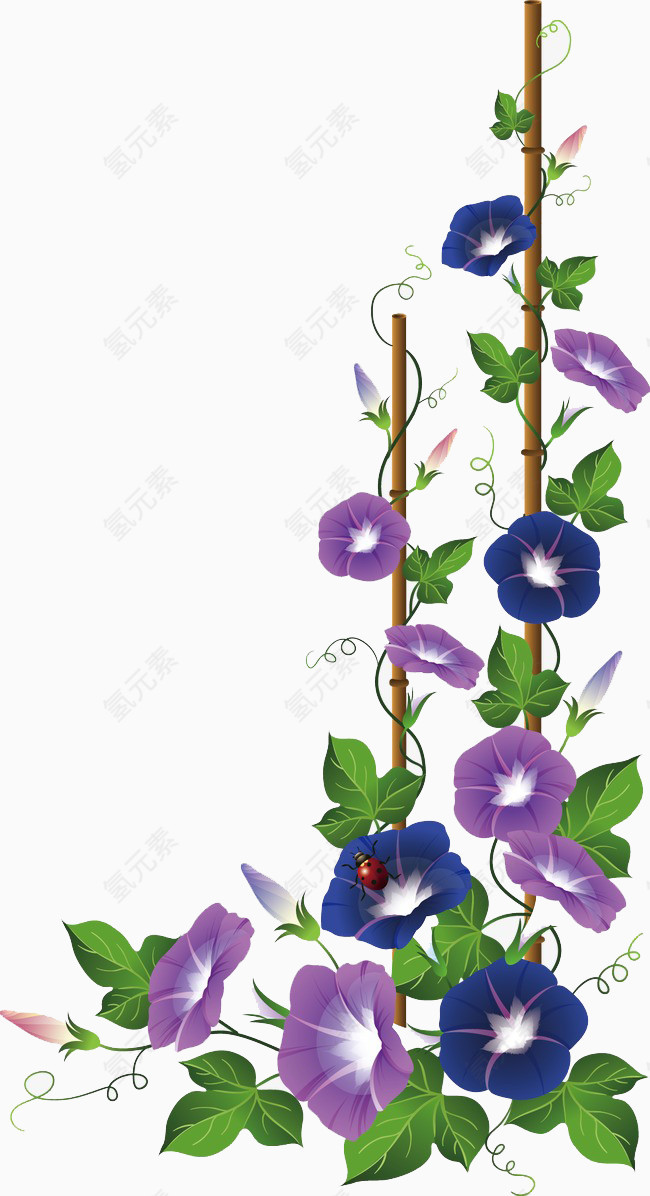 卡通牵牛花
